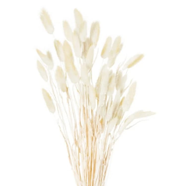 Image of Hill Interiors Dried Natural Bunny Tail Bunch Of 40