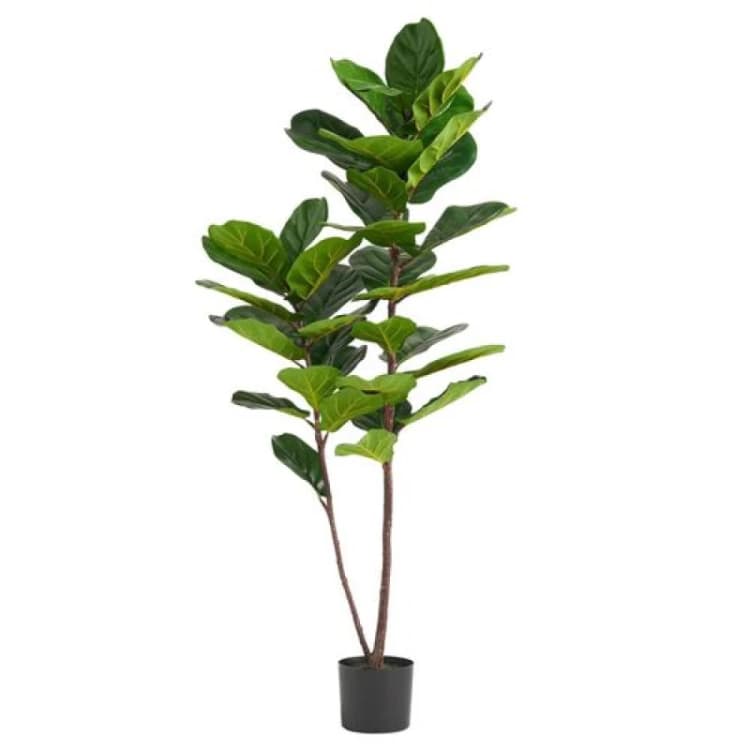 Image of Leaf Large Fiddle Fig Tree Artificial 150cm Premium Plant Green