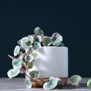 Image of Thompson & Morgan Thompson and Morgan String of Hearts Varigated 8cm Pot x 3