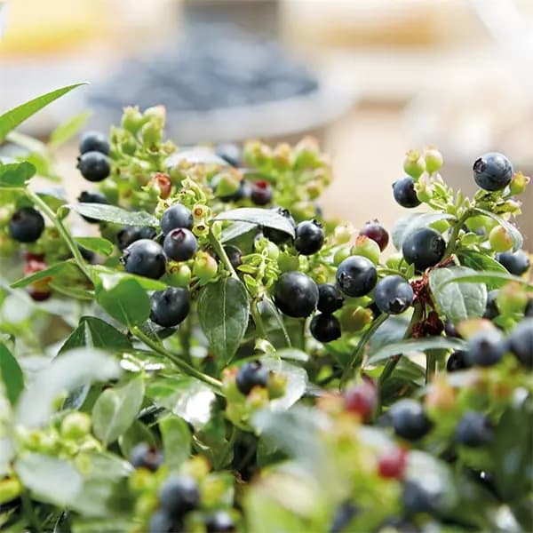 Image of YouGarden Vaccinium (Blueberry) Berrybux (3 x 10.5cm) 3 x 10.5cm Multi 40557199000