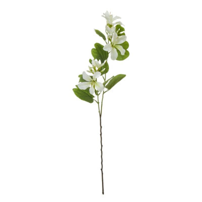 Image of Cream Bauhinia Orchid Spray