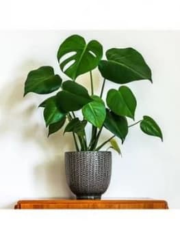 Image of Monstera (Swiss Cheese Plant) 14Cm Pot 50Cm Tall