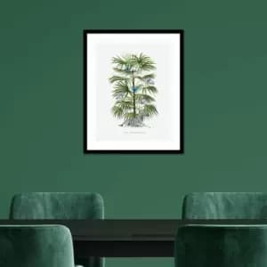 Image of The Art Group Summer Thornton (zebra Palm) 40X50