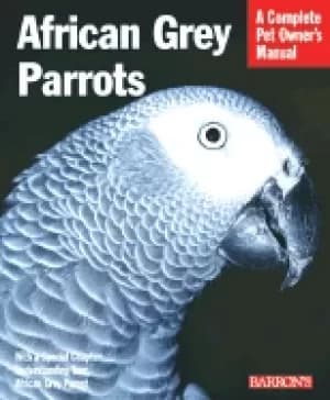 Image of african grey parrots everything about history care nutrition handling and b