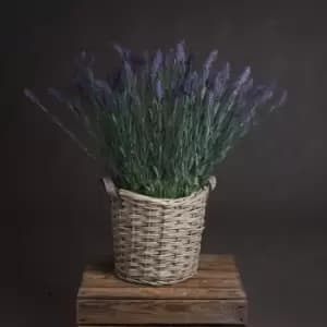 Image of Large Lavender Spray