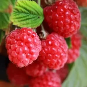 Image of YouGarden Raspberry 'sweet Sunshine' In 2L Pot