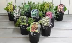 Image of Assorted Alpine Plant Collection: 12 Plants
