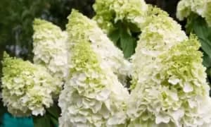 Image of Hydrangea Magical Moonlight, Two, Green