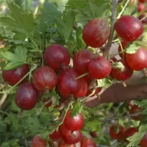 Image of YouGarden Gooseberry 'Hinnomaki Red' potted 2L - Brown