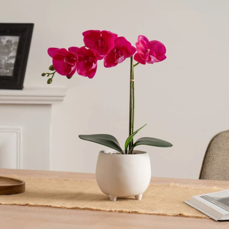 Image of Scottish Everlastings Ltd 40cm Pink Orchid in Cement pot Pink Unisex