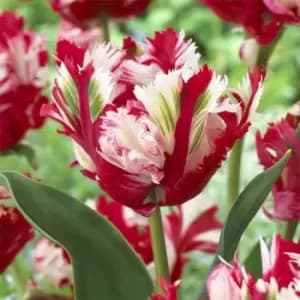 Image of YouGarden Tulip Estella Rijnveldt 15 bulbs size 11/12 - Brown