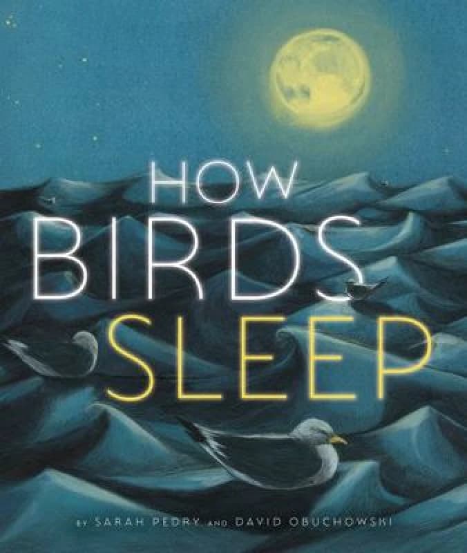 Image of David Obuchowski How Birds Sleep Book Multi unisex