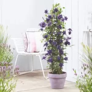 Image of Thompson & Morgan Clematis Florida Kokonoe 9cm Pot x 3