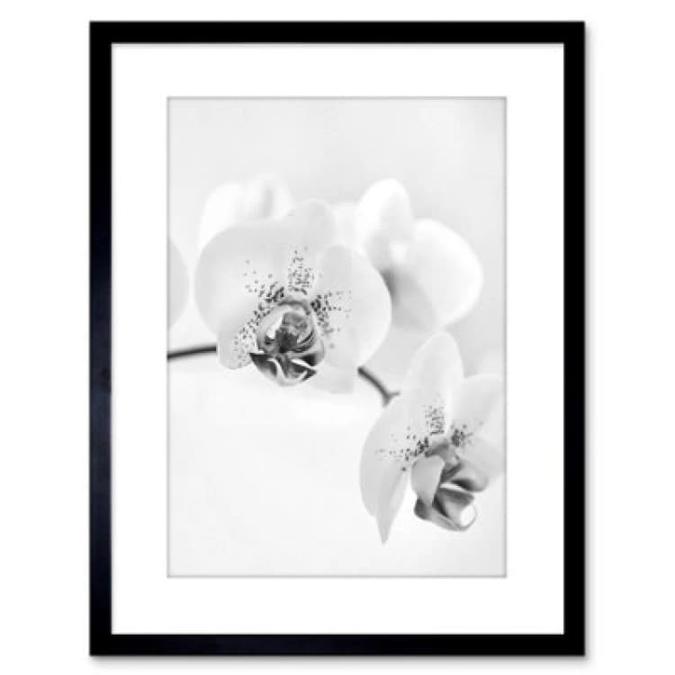Image of Artery8 Wall Art Print Photo Nature Plant Orchid Flower Black White Artwork Framed 9X7 Inch
