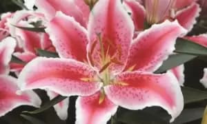 Image of Lily Giant Flowered Collection: Five of Three Varieties/15 Bulbs
