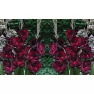 Image of Thompson & Morgan Thompson and Morgan Gladioli 'Glamour' Collection - 30 bulbs