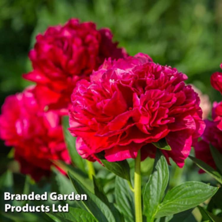 Image of Thompson & Morgan Peony Double Red 9Cm Potted Plant X 2