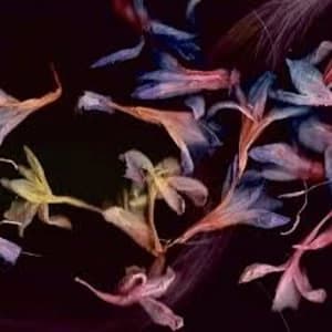 Image of David Collier - Smacht Vinyl