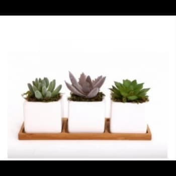 Image of Potted Succulents on Tray (Set of 3)