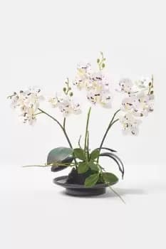 Image of White Orchid 38cm Phalaenopsis in Ceramic Pot