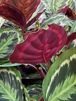 Image of Calathea Medallion 21Cm Pot