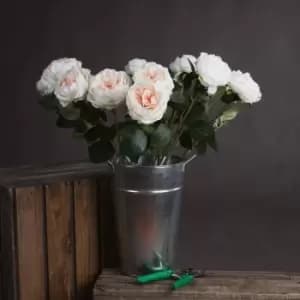 Image of Blush Garden Rose