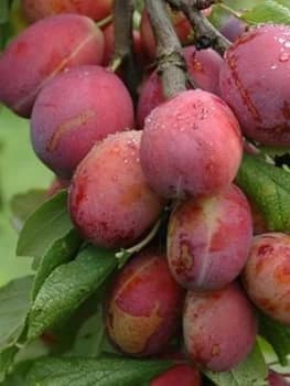 Image of Plum Opal 5L