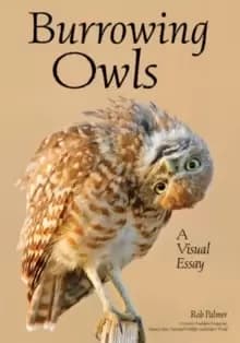 Image of Burrowing Owls : A Visual Essay