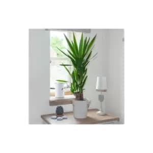Image of Yucca 2 stem 45/20cm in 17cm pot 80cm tall