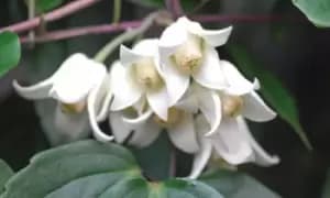 Image of Evergreen Clematis Winter Beauty: One Plant