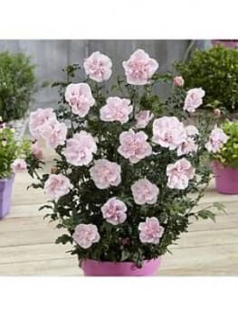 Image of Double Flowered Hibiscus Chiffon Collection 3X 9Cm