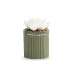Image of Succulent Oil Diffuser - Blessed