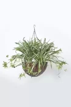Image of Artificial Hanging Basket Spider Plant, 60 cm