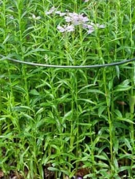Image of Ready To Rust Curved Steel Plant Supports 5 Pack