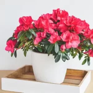 Image of Thompson & Morgan Azalea Dwarf Red 9cm Pot x 1