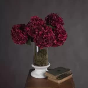 Image of Autumn Ruby Hydrangea