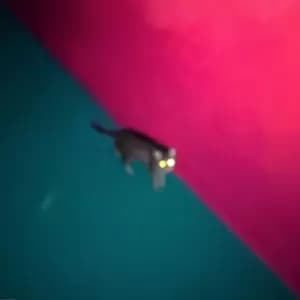 Image of !!! - Wallop Vinyl