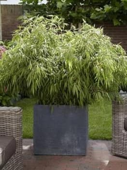 Image of Pair Of Fargesia Rufa 'Fountain Bamboos' 2L Pot 70-80Cm Tall