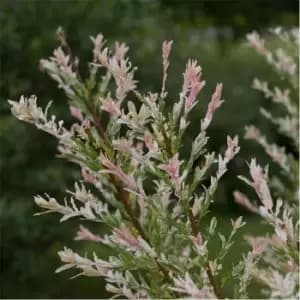 Image of YouGarden Salix Flamingo bush 3L - Brown