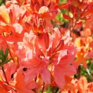 Image of Thompson & Morgan Azalea Dwarf Orange 9cm Pot x 1