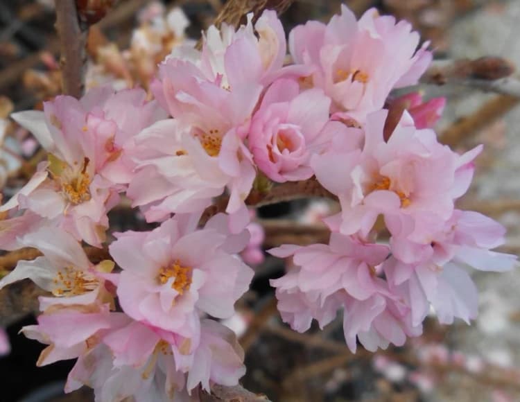 Image of Direct Plants Prunus Autumnalis Rosea Flowering Cherry Tree 5-6ft Supplied in a 7.5 Litre Pot in Green Green Unisex
