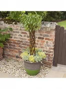 Image of Large Living Woven Willow Specimen 'Harlequin' Design 1M Tall