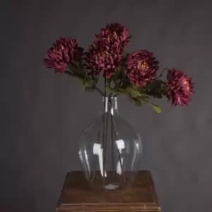 Image of Autumn Spider Chrysanthemum
