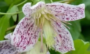 Image of Two Clematis Duo Collection 7cm Pots
