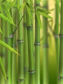 Image of Green Bamboo Phyllostachys Bisettii 2L Pot