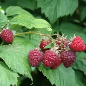 Image of Thompson & Morgan Raspberry Summer Lovers Late 2 Litre Pot x 1
