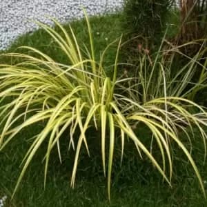 Image of Thompson & Morgan Grass Acorus Gramineus Ogon 9cm Pot x 2