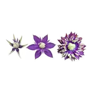 Image of Pair Clematis 'Taiga'
