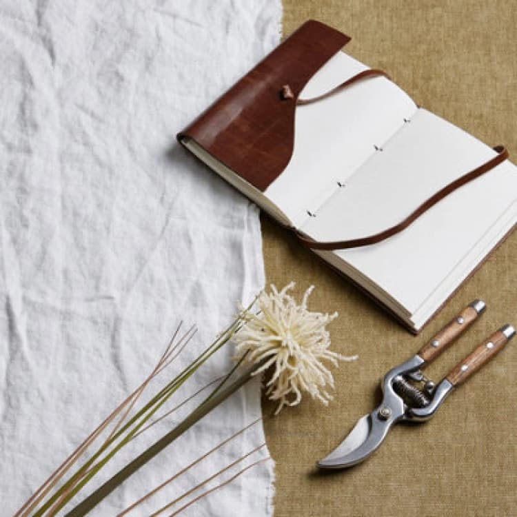 Image of Cream Aster Spider Chrysanthemum Stem