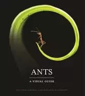 Image of ants a visual guide